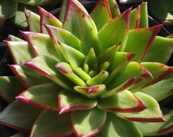 Echeveria Agavoide Lipstick (1gal.pot)