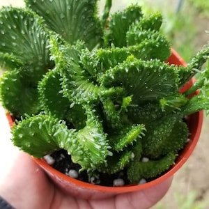 May include: A small green succulent plant with curly leaves in a terracotta pot.