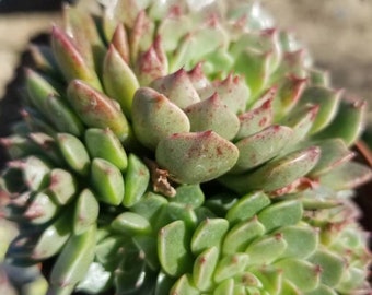 May include: A close-up of a succulent plant with green and red leaves. The plant is in a small brown pot.