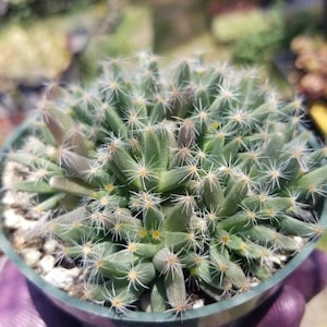 Trichodiadema Densum (4&quot; Pot) Mini Desert Rose