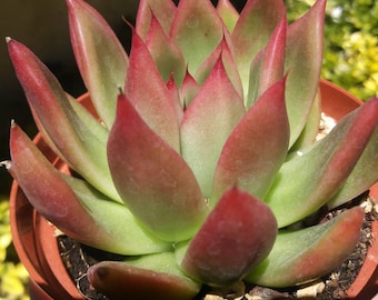 Echeveria Agavoide  Frank Reinelt (4" pot) Echeveria Succulent Plant.