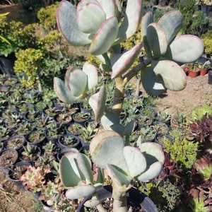 May include: A succulent plant with thick, fleshy, light green leaves with a reddish-pink edge. The plant is potted in a black plastic pot and is surrounded by other plants in pots.