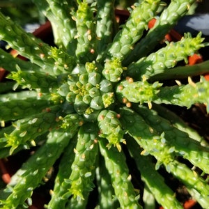 Euphorbia Flanaganii Medusa 4 pot image 2