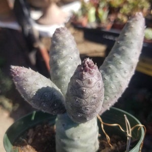 May include: A small cactus plant with multiple stems and a light purple hue. The cactus is potted in a green plastic pot.