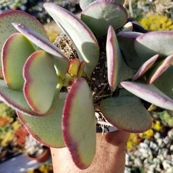 Crassula Arborensens "Silver Dollar Plant" (4" Pot)