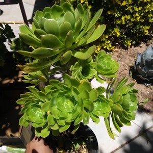 Green Aeonium Arboreum Tree (1 gal.pot)