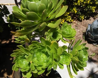 Green Aeonium Arboreum Tree (1 gal.pot)