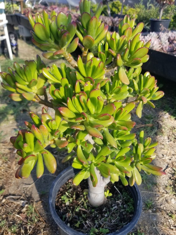 Crassula Ovata Hobbit Tree (5 Gal. Pot) Bonsai Tree, Huge Hobbit Tree Full  of Green Red Tips Fingers Leaves, Drought Tolerance Tree. - Etsy