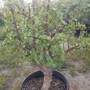 Portulacaria Afra Tree Elephant Bush 5 Gal. Pot Money Tree, Bonsai Tree. image 5