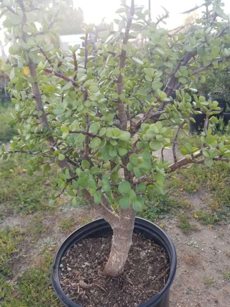 Portulacaria Afra Tree Elephant Bush 5 Gal. Pot Money Tree, Bonsai Tree. image 5