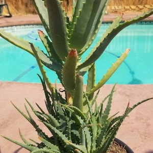 May include: A large green aloe vera plant in a black pot with brown mulch. The plant is growing in a sunny location near a swimming pool.