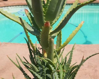 Aloe Arborenscens Tree (Torch Aloe) - 5 Gal. Pot
