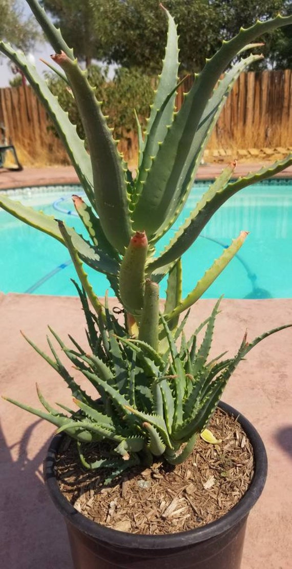 dry skin aloe vera gel Aloe Vera After Sun Gel 6oz main image 0