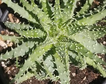 1 Gal. Sukkulente Aloe Humilis - Etsy.de