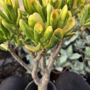 Crassula Ovata Gollum Sunset: Yellow Jade Bonsai Tree (1 gal. pot)
