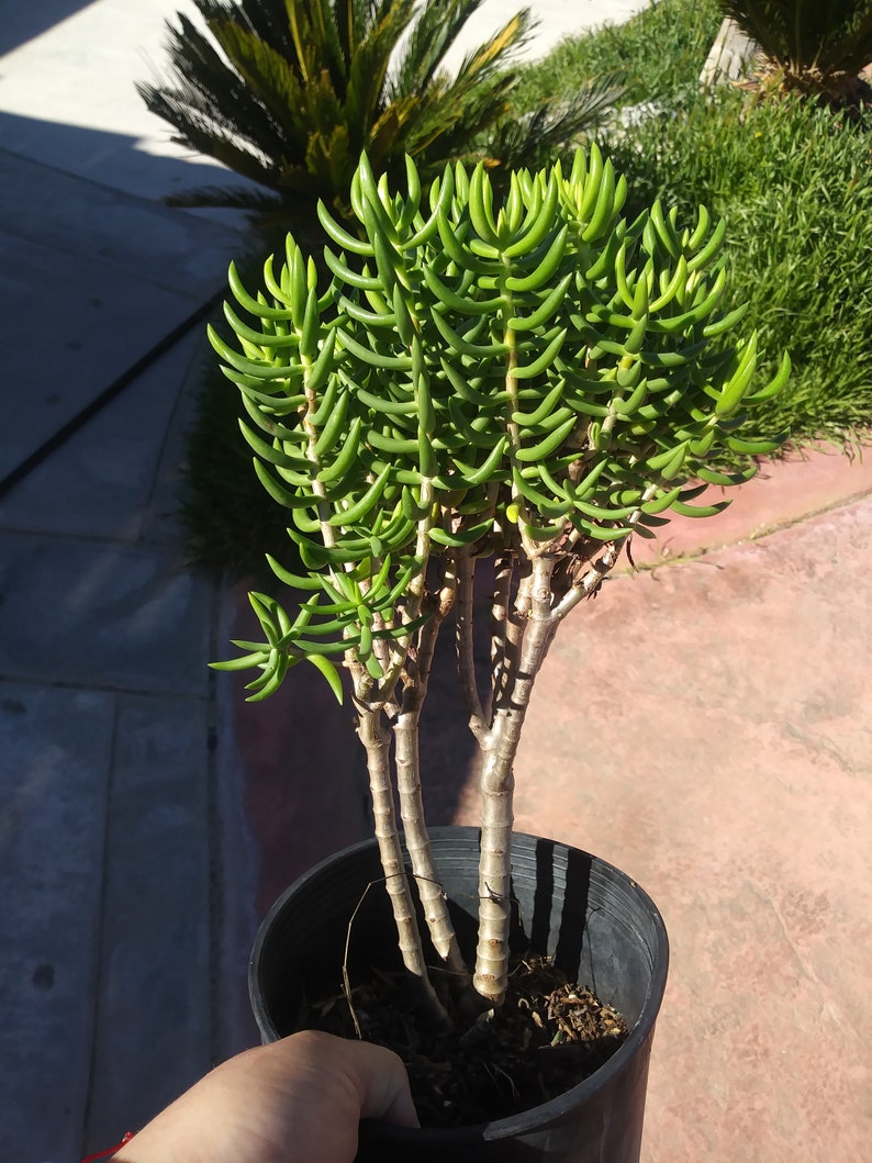 1 Gal Crassula Tetragona Tree