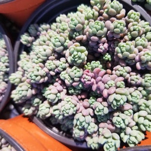 Sedum Dasyphyllum Minor 4 Pot image 7