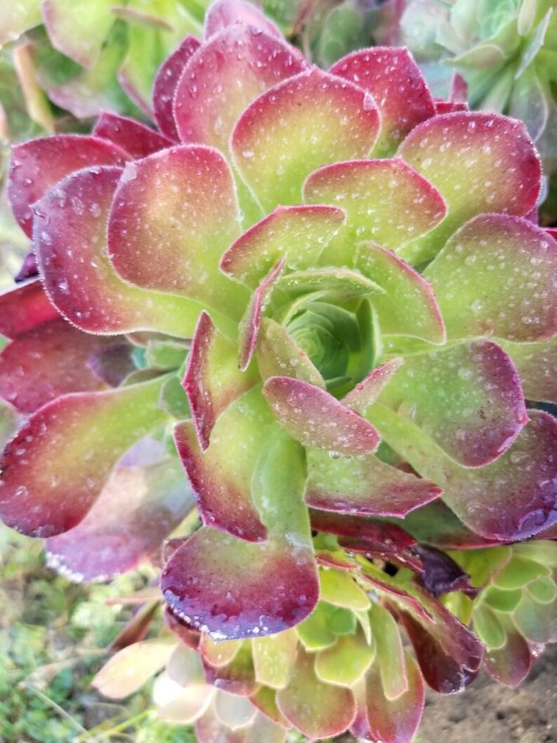 Aeonium Salad Bowl Bouquet 1 Gal. | Etsy