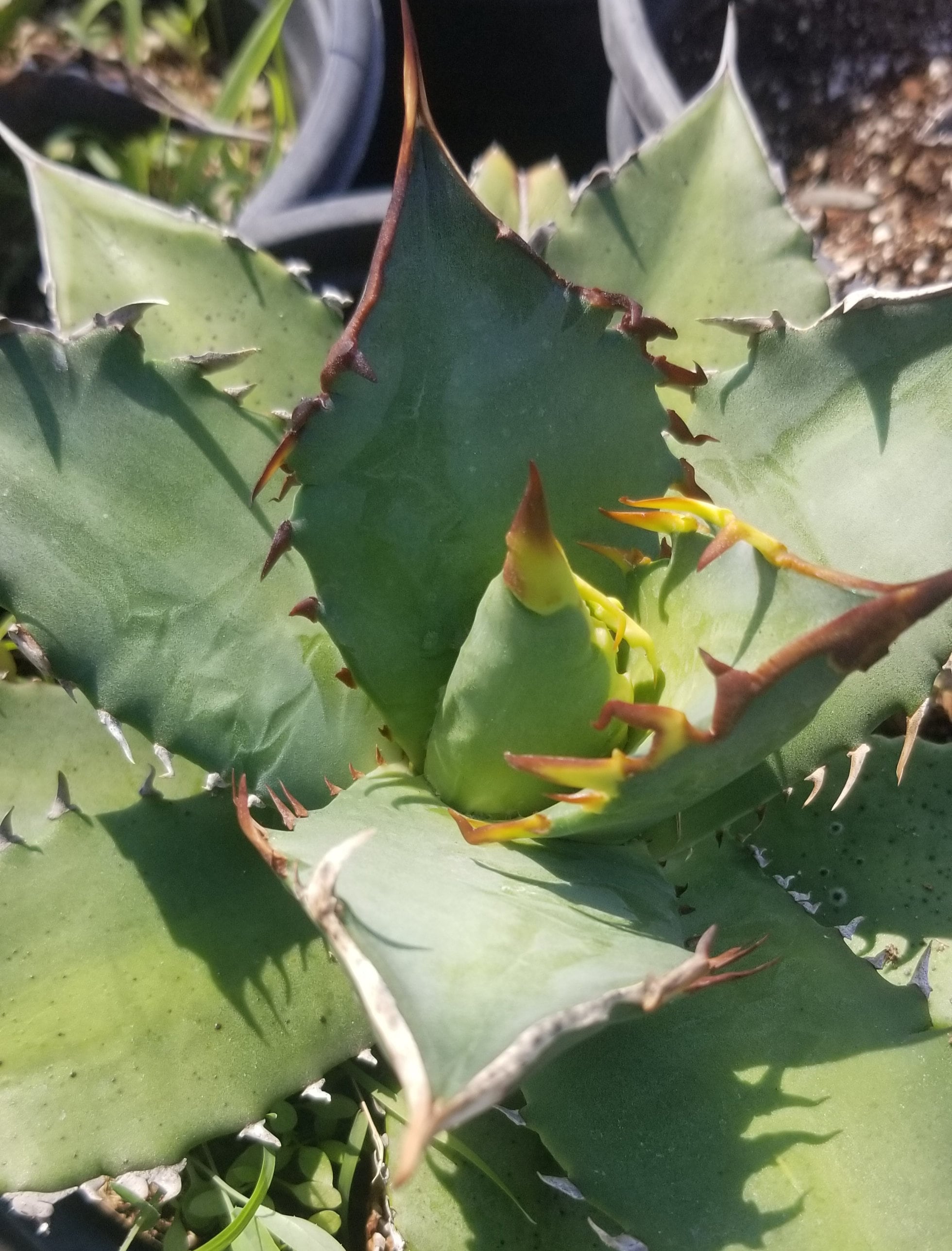 Agave titanota Fishtail PUP アガベ チタノタ 【公式通販】