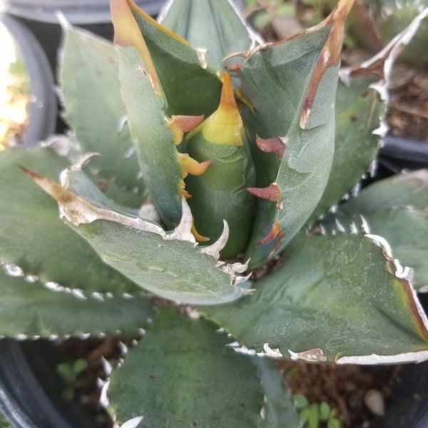 Agave Titanota "Feligree" (1 Gal.pot)