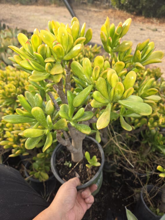 Crassula Ovata Gollum Sunset: Yellow Jade Bonsai Tree (1 Gal. Pot) - Etsy