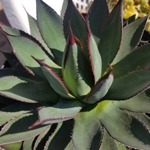 Puede incluir: Primer plano de una planta de agave con hojas verde-azuladas. Las hojas tienen bordes rojo-burdeos y puntas afiladas. La planta está en una maceta negra, mostrando su forma y textura.