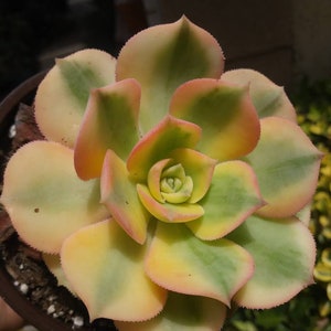 May include: A close-up of a succulent plant with green and yellow leaves and pink edges. The plant is in a brown pot.