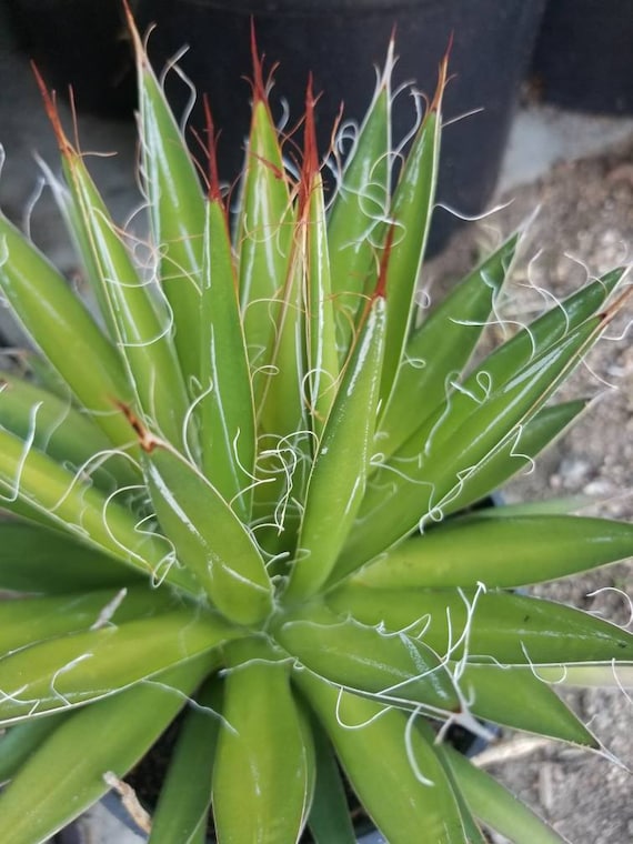 Agave Filifera: Hairy Green Drought Tolerant Agave (1 Gal. Pot) - Etsy