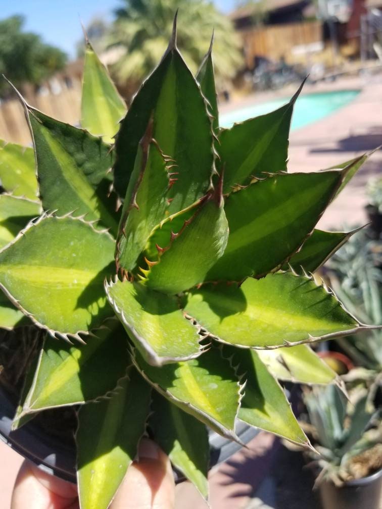 Agave Lophantha Splendida (1 Gal.pot) - Etsy