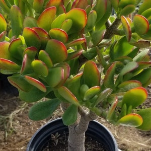 Crassula Ovata Jade (1 Gal. Pot) Money Tree,  Bonsai Tree, Orange with red tips leaves, full foliage trees.