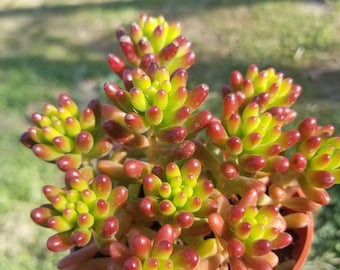 Sedum rubrotinctum "Jelly Beans" (4"pot)