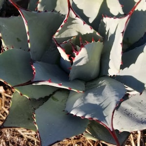 Agave Parryi Artichoke  (3 Gal. Pot) Beautiful Crown shape Agave, Super thick leaves Excellent for a landscape, Drought tolerance Agave.
