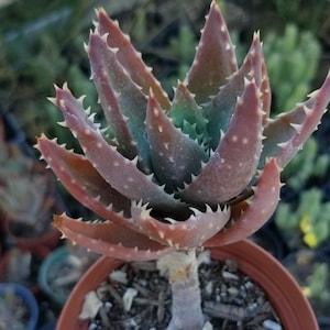 Aloe Nobilis (4&quot; Pot)
