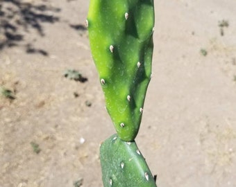 4" Opuntia Elata