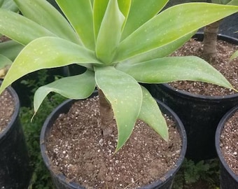 Fox Tail Agave Plant (3 gal. pot): Drought Tolerant Succulent