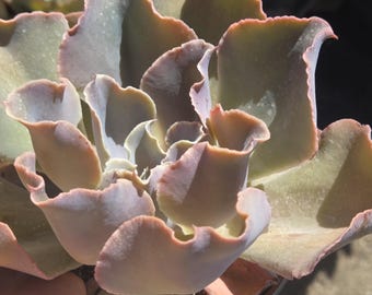 Echeveria Violacina (4" Pot)
