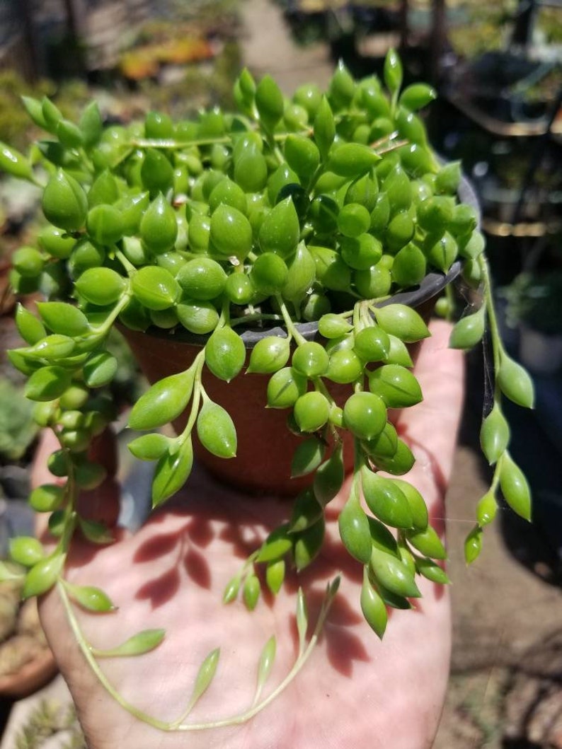 BeautifulDesertPlant Senecio herreianus Strings of Tears - Thumbnail 2