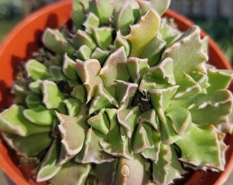 4" Faucaria Tigrina "Tiger's Jaw"