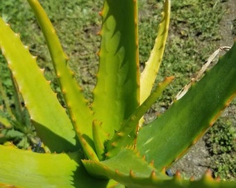 Aloe Camperi (1 Gal. pot)