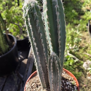 Blue Torch Cactus "Pilosocereus pachycladus" (6" Pot) Cactus Plant