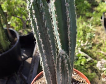 Blue Torch Cactus "Pilosocereus pachycladus" (6" Pot) Cactus Plant