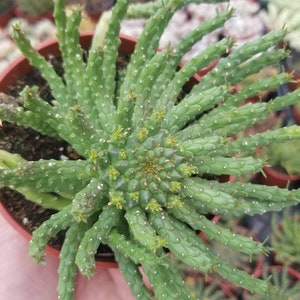 Euphorbia Flanaganii Medusa 4 pot image 8