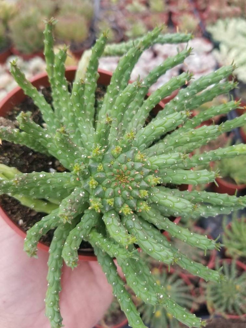 Euphorbia Flanaganii Medusa 4 pot image 8