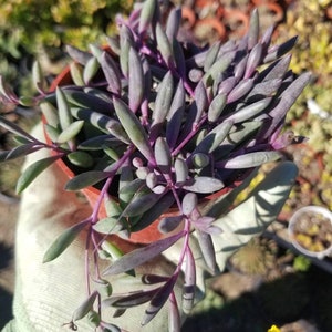Othonna Capensis &quot;Strings of Ruby Necklace&quot; (4&quot; Pot) Succulent Plant