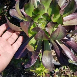 Aeonium Cyclop Tree (1 Gal) Drought Tolerance Aeonium, Succulents Aeonium Trees