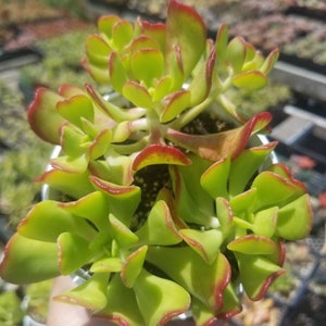 Sedum Dendroideum (4&quot; pot) Succulent Plant