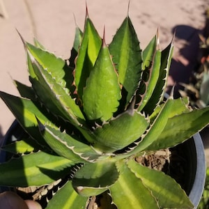 Agave Lophantha Splendida (1 gal.pot)