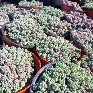 Sedum Dasyphyllum Minor 4 Pot image 5