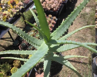 Aloe Arborenscens: Drought Tolerant Succulent (1 Gal. Pot) - Etsy