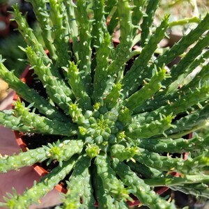 Euphorbia Flanaganii Medusa 4 pot image 4